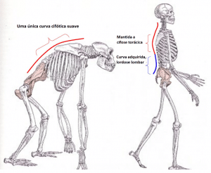 Curva dos símios e humanos
